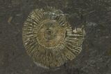 Dactylioceras Ammonite Fossil - Posidonia Shale, Germany #100250-1